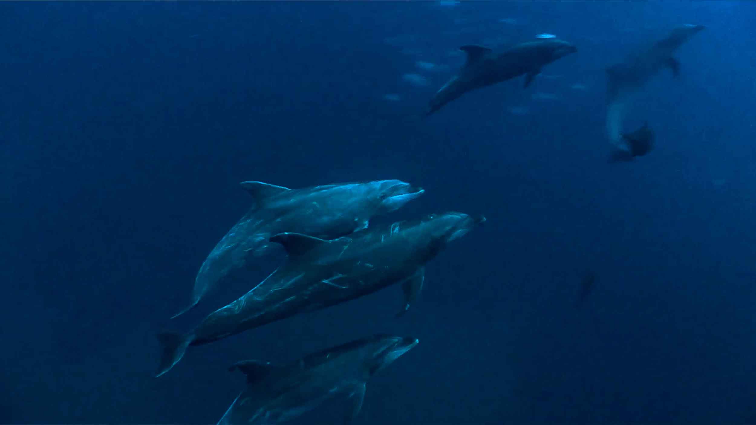 4-dolphins